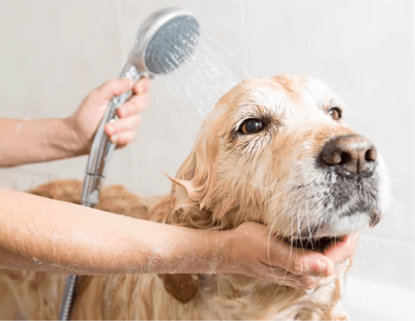 Professional Bathing Services