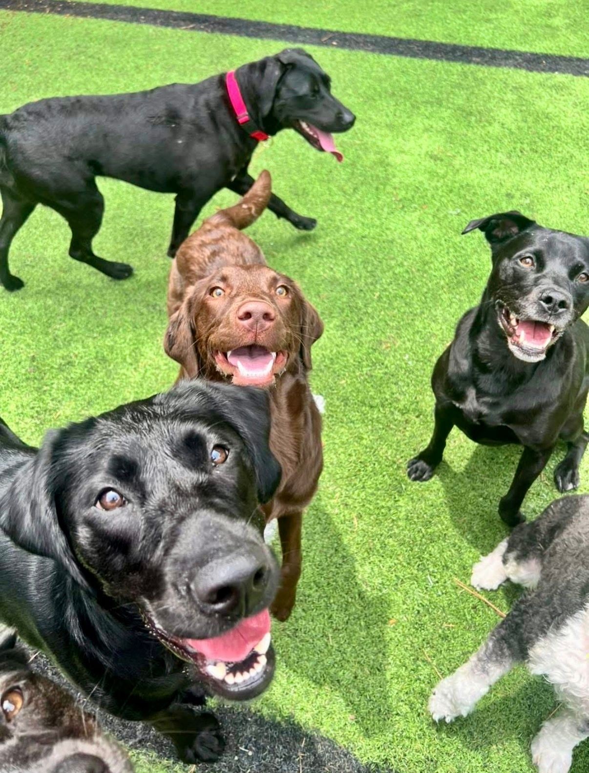 Enrichment Dog Daycare