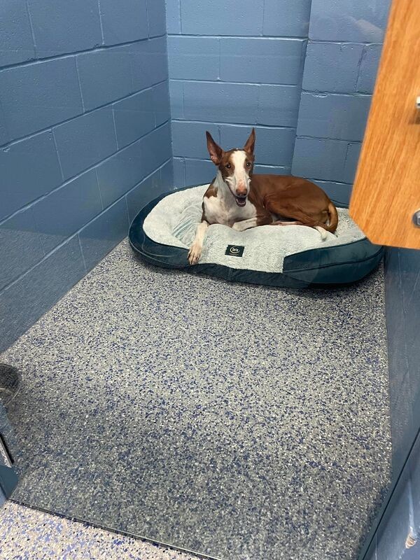 Luxury Dog Boarding