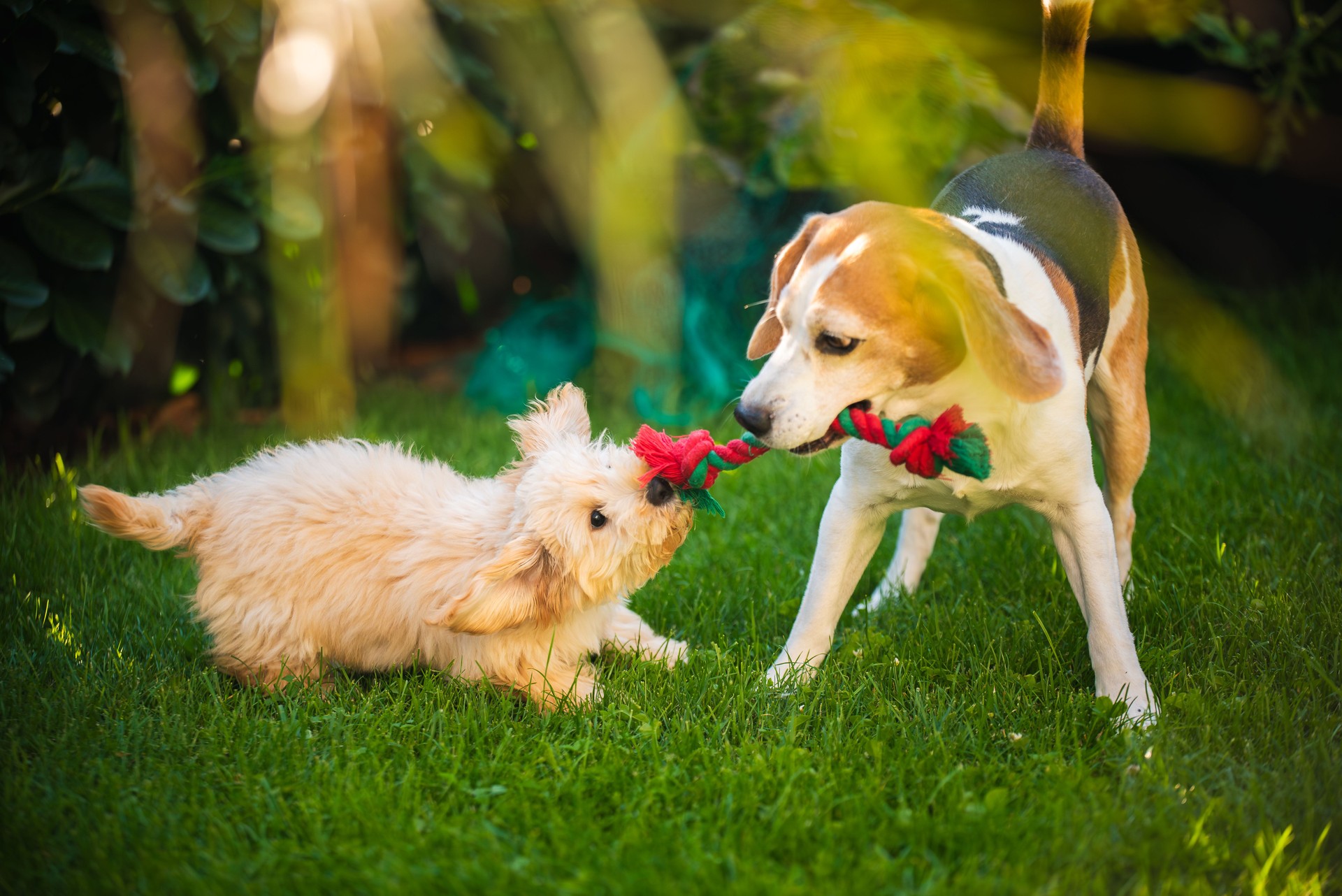 Beagle and Maltipoo Puppy Playing Tug-of-War in Garden