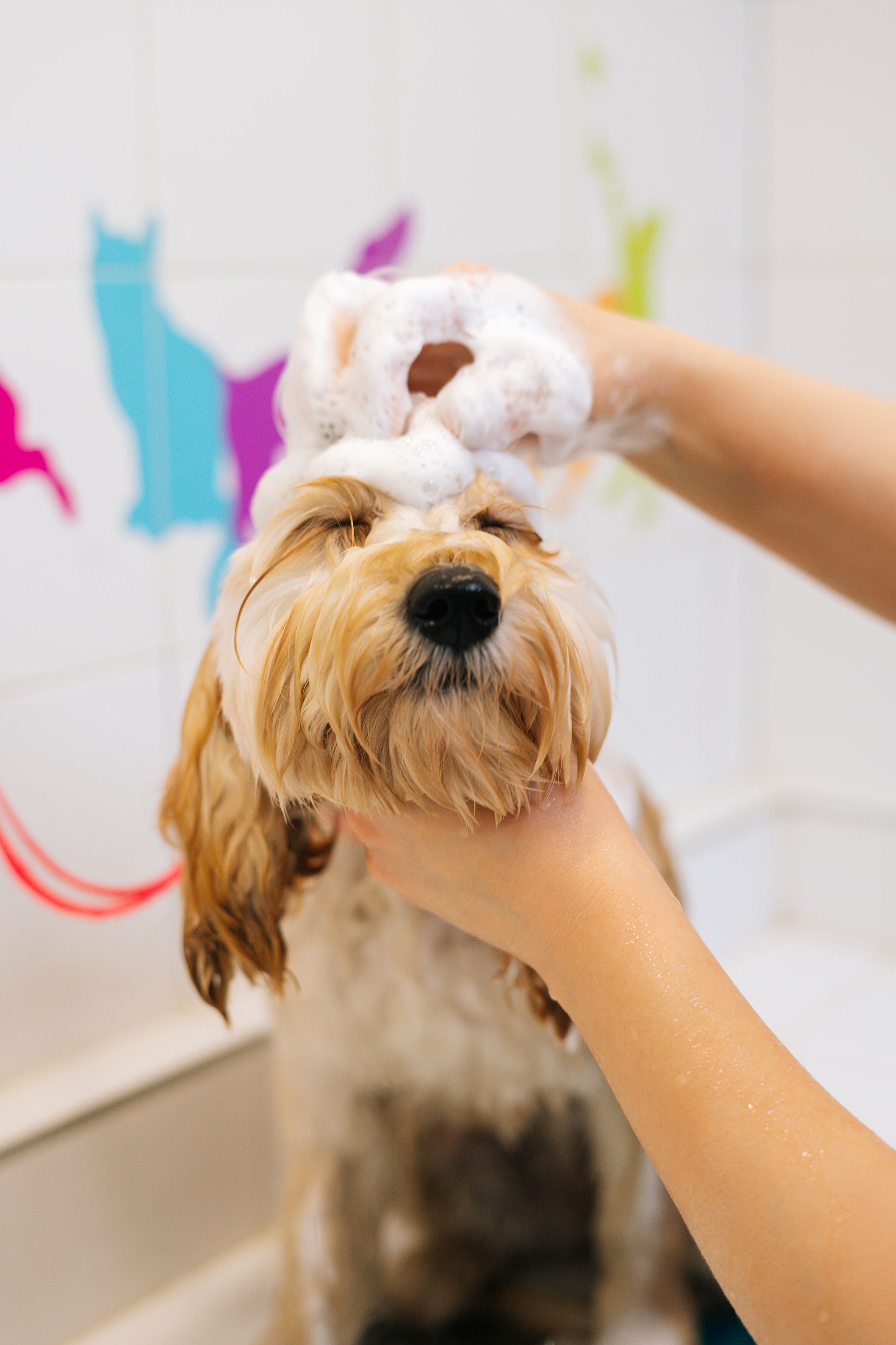 Close-up vertical shot of happy curly Labradoodle dog, female groomer washing head with shampoo in bathtub at grooming salon.