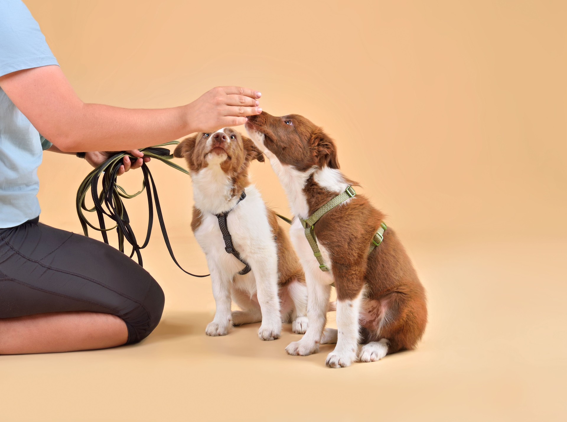 Dog training with border collie puppies