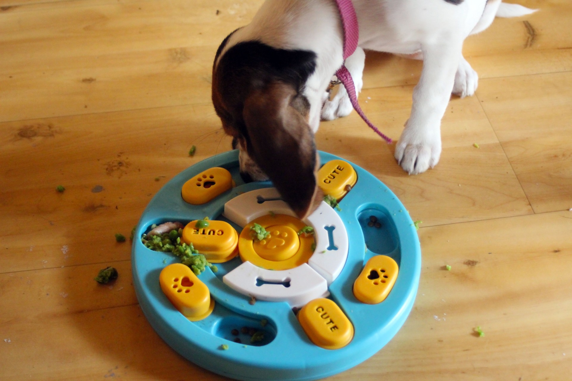 beagle puppy eating from a puzzle feeder toy bowl