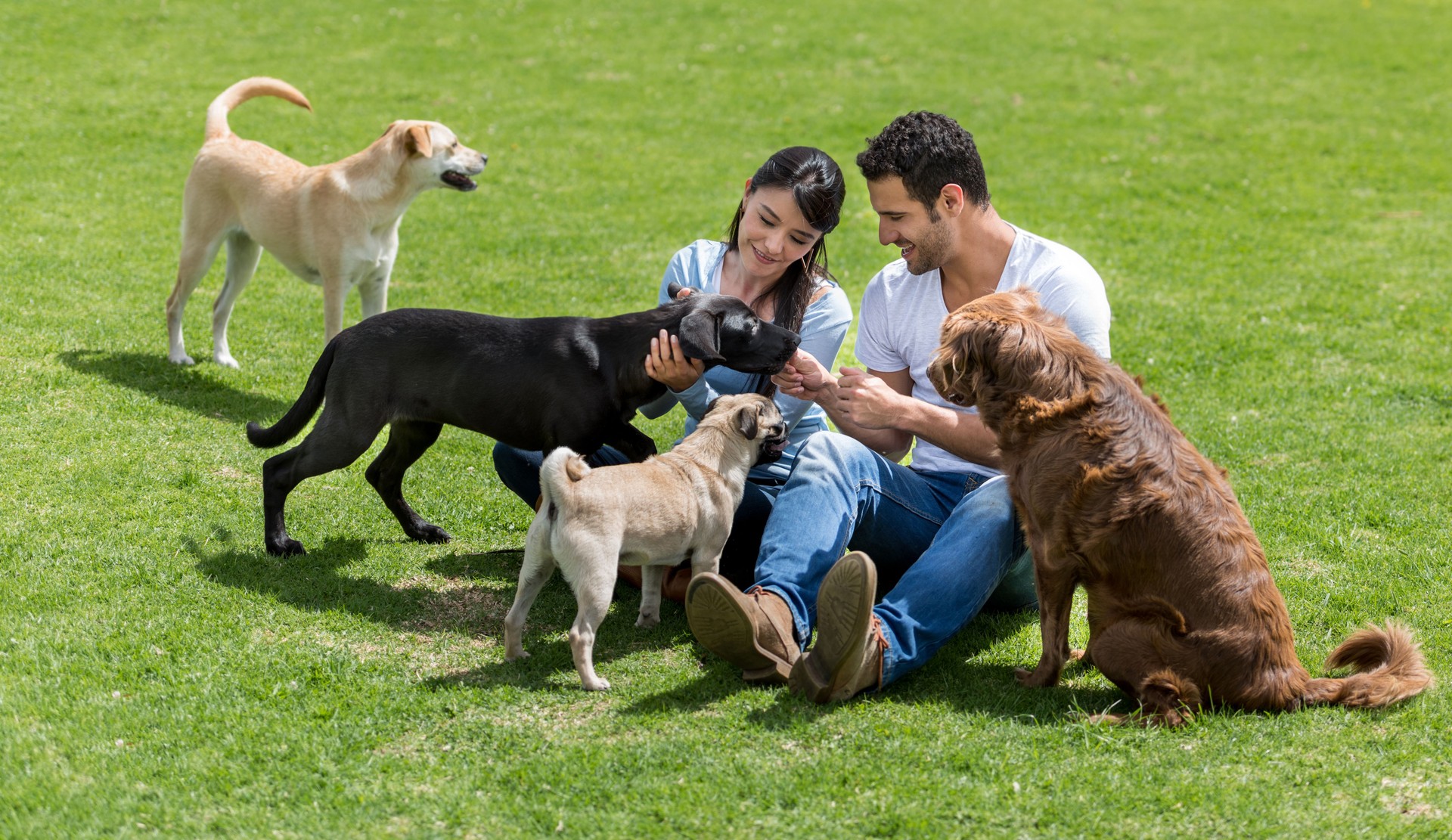 Happy couple playing with dogs