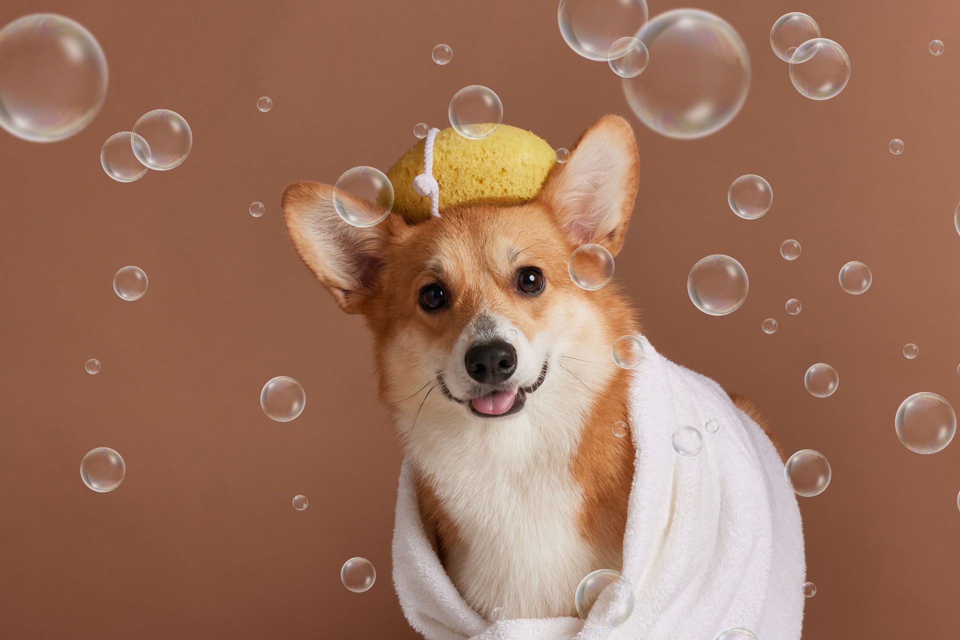 corgi dog wrapped in a towel after bathing, care and procedures for dogs